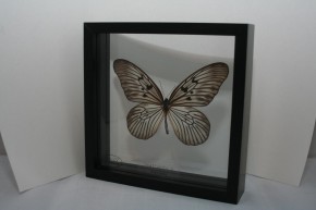 Idea blanchardi Wunderschöner Schmetterling,beidseitig UV- Schutzglas Holzrahmen