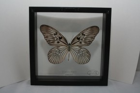 Idea blanchardi Wunderschöner Schmetterling,beidseitig UV- Schutzglas Holzrahmen