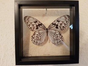 Idea idea / Linnaneus' idea Wunderschöner Schmetterling in verglastem Rahmen