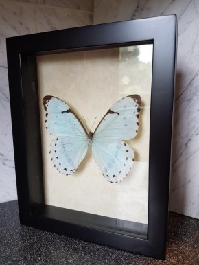 Morpho Epistrophus Catenaria Wunderschöner Schmetterling in verglastem Rahmen