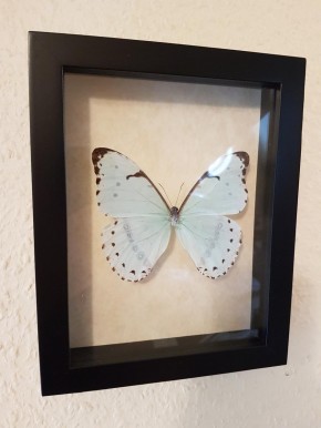 Morpho Epistrophus Catenaria Wunderschöner Schmetterling in verglastem Rahmen