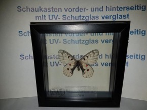 Parnassius Bremeri Wunderschöner Schmetterling,Beidseitig UV- Schutzglas- Rahmen