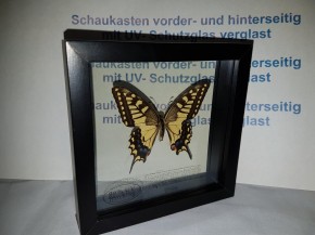 Papilio Machaon Schwalbenschwanz Wunderschöner Schmetterling, Beidseitig UV- Schutzglas- Rahmen