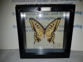 Papilio Machaon Schwalbenschwanz Wunderschöner Schmetterling, Beidseitig UV- Schutzglas- Rahmen