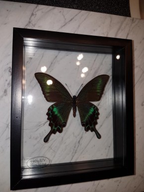 Papilio Maackii Wunderschöner Schmetterling, Beidseitig UV- Schutzglas- Rahmen