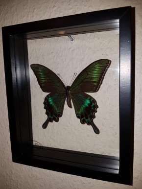 Papilio Maackii Wunderschöner Schmetterling, Beidseitig UV- Schutzglas- Rahmen