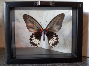 Papilio Memnon Wunderschöner Schmetterling, Beidseitig UV- Schutzglas- Rahmen