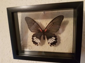 Papilio Memnon Wunderschöner Schmetterling, Beidseitig UV- Schutzglas- Rahmen