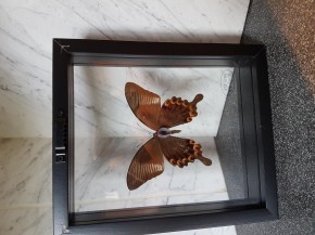 Papilio Paris Wunderschöner Schmetterling beidseitig UV-Schutzglas- Schaukasten
