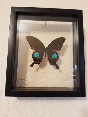 Papilio Paris Wunderschöner Schmetterling beidseitig UV-Schutzglas- Schaukasten