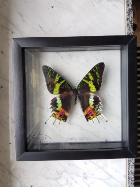 Urania Ripheus Chrysiridia Rhipheus Schmetterling Schaukasten beidseitig UV-Glas