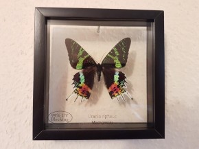 Urania Ripheus Chrysiridia Rhipheus Schmetterling Schaukasten beidseitig UV-Glas