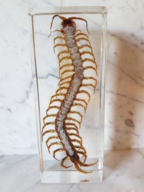 Echter Hundertfüsser Centipede Präparat in Kunstharz Acrylblock
