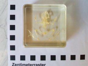 Echtes Frosch- Skelett Präparat in Kunstharz (Hoplobatrachus rugulosus) Acrylblock