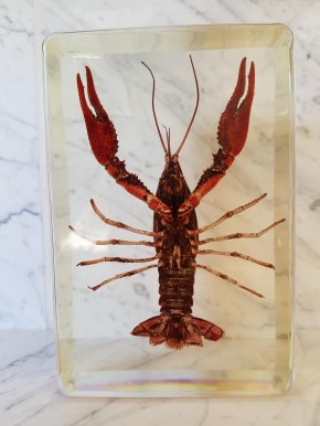Echter Hummer Lobster Präparat in Kunstharz
