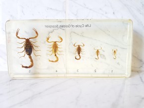 Echte Skorpione Lebenszyklus Skorpion Präparat Kunstharz Acrylblock