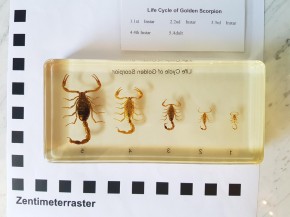 Echte Skorpione Lebenszyklus Skorpion Präparat Kunstharz Acrylblock